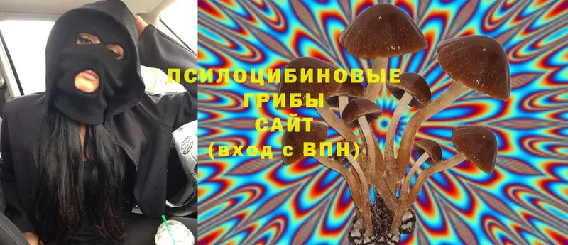 блэк спрут вход  Кимры  Псилоцибиновые грибы Psilocybe 